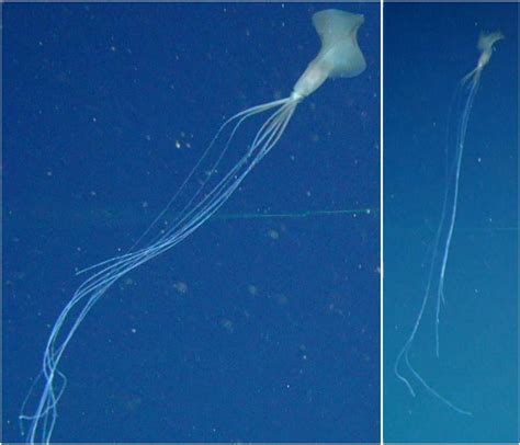 Rare Deep Sea Bigfin Squid Sighted in Australian Waters for First Time