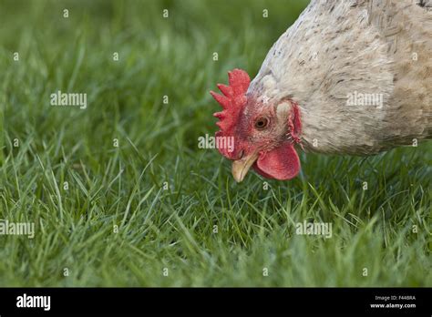 White chicken feathers hi-res stock photography and images - Alamy