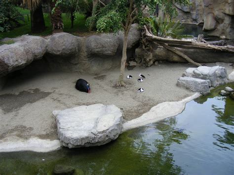 Southern cassowary enclosure at Fuengirola Zoo, 30 April 2009 - ZooChat