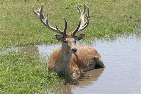 12 Point Buck Photograph by Keith Lovejoy