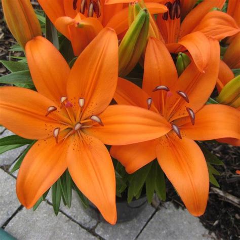 Lilium 'Matrix Orange®' Asiatic Lily | Garden Center Marketing