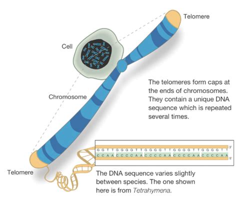 Telomeres and Aging - How Telomeres Affect our Aging Process