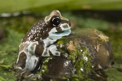 Amazon Milk Frog Care Sheet | Reptiles' Cove