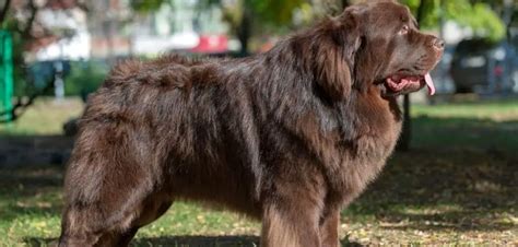 Complete Great Dane Newfoundland Mix Guide - Canines and Pups