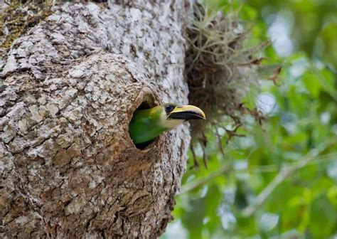 Toucan Behavior - AnimalBehaviorCorner