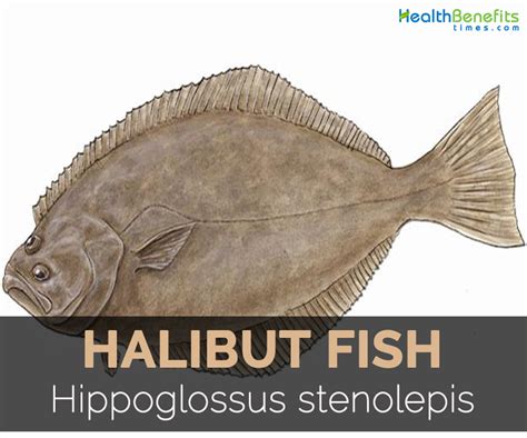 Halibut fish Facts, Health Benefits and Nutritional Value