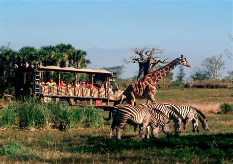 Details revealed for after dark Kilimanjaro Safaris at Disney's Animal ...
