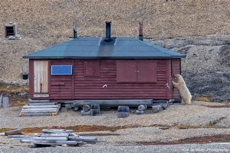 Polar Bears in Svalbard on Behance