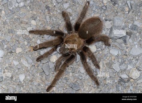 Oklahoma Brown Tarantula, Aphonopelma hentzi, penultimate male Stock Photo - Alamy