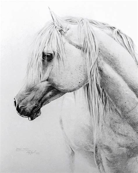 Arabian Stallion. Pencil. | Arabian horse art, Horse art, Horse head ...