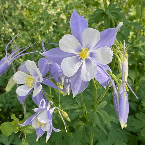 Rocky Mountain Columbine – Colorado State Flower - Vic's Tree Service