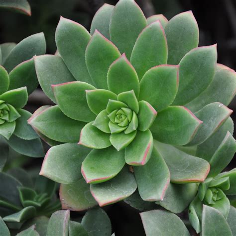 Aeonium haworthii | Beds & Borders