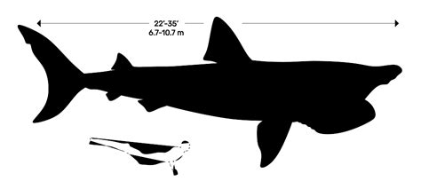 Sharks | Selachii Dimensions & Drawings | Dimensions.com