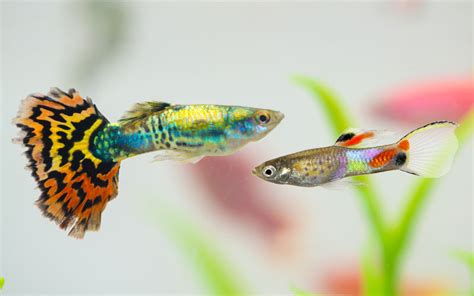 Endler Guppy vs Fancy Guppy - What are the Differences & Similarities?