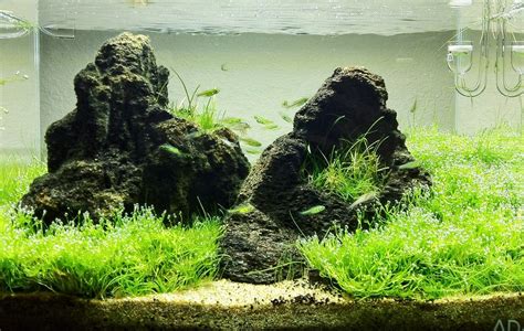 Seiryu stone aquascape mix driftwood for Aquarium tank.Stone, driftwood - craibas.al.gov.br