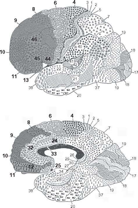 Human prefrontal cortex: evolution, development, and pathology. | Semantic Scholar