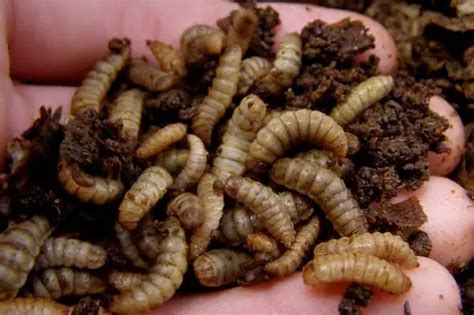 Maggots in Compost - Are they Good or Bad for your Garden