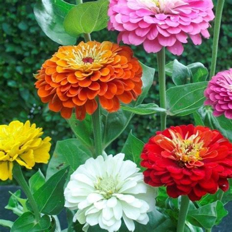 Zinnia Dahlia Mix Flower Seeds Online | Flower Seeds Online India