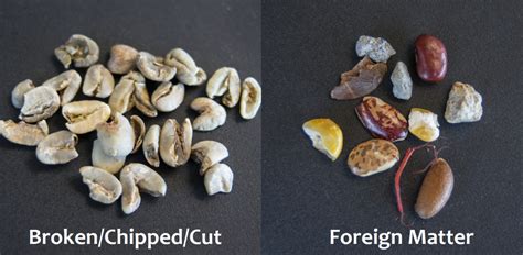 Grading Green Coffee for Physical Defects | Royal Coffee