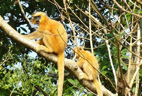 Golden Langur Monkey Primate Gee'S - Free photo on Pixabay - Pixabay