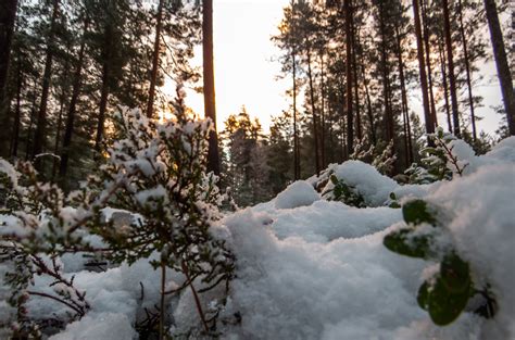 Free photo: Snowy Forest - Woods, Skies, Natural - Free Download - Jooinn