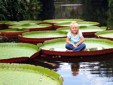 Giant Amazon Water Lily