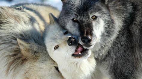 Wolf Conservation Center - MyGivingCircle