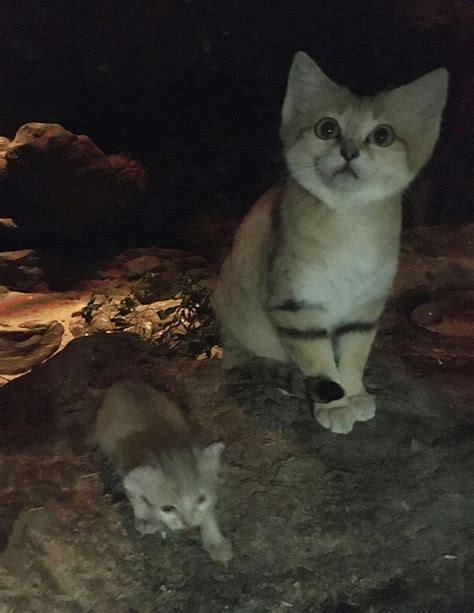 North Carolina Zoo Announces Birth Of 'Cute But Ferocious' Sand Cat Kitten