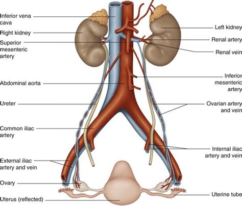 Ovarian vessels | Musculoskeletal Key