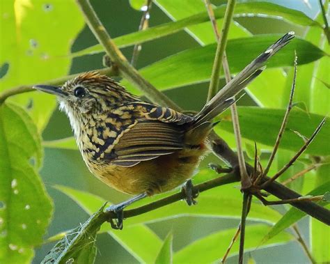 ML44543901 Streak-headed Antbird Macaulay Library