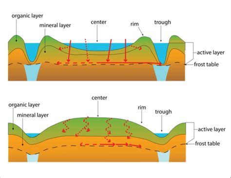 Conceptual diagram of tracer transport in ice-wedge polygons. Red... | Download Scientific Diagram