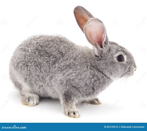 Grey rabbit. stock photo. Image of mammals, fluffy, beautiful - 82139316