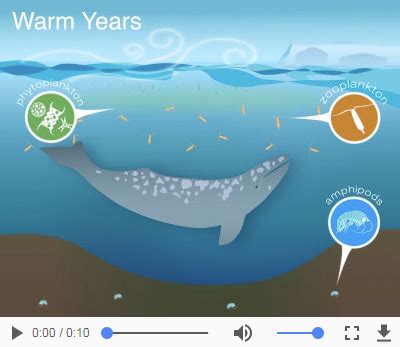 Sentinels of Change: Gray Whales in the Arctic | NOAA Fisheries