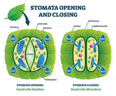 Stomata opening and closing vector illustration