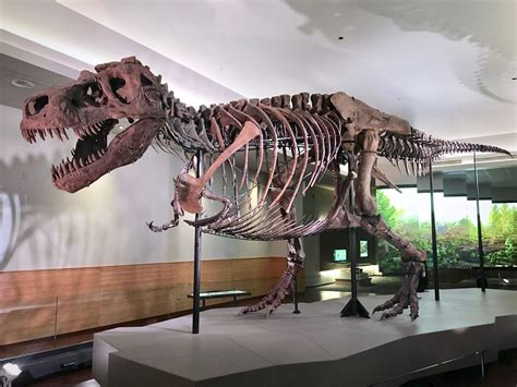 Tyrannosaurus rex | Paleontology Wiki | Fandom