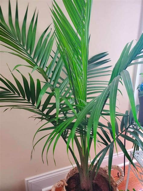 Types Of Indoor Palm Trees Identification Pictures Ga - vrogue.co