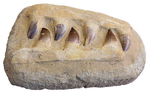 1,200+ Dinosaur Claws Fossils Stock Photos, Pictures & Royalty-Free Images - iStock