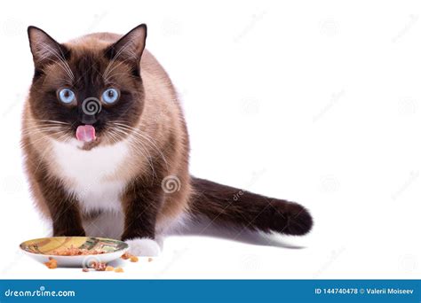 Portrait Brown Snowshoe Siamese Cat Eating Food from Bowl, Isolated on White Stock Photo - Image ...