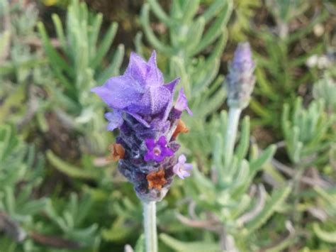 Edible Flowers #7: Lavender