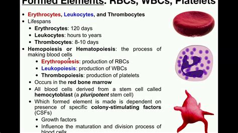 Anatomy | Basics of the Formed Elements: RBCs, WBCs, & Platelets - YouTube