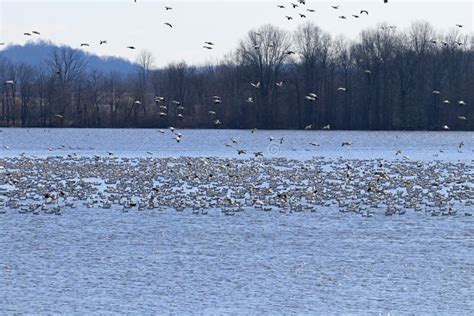 Snow Geese on Middle Creek Lake Stock Image - Image of geese, wildlife ...