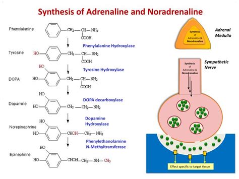 PPT - Neurotransmitters PowerPoint Presentation - ID:2245033