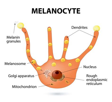 What Is Melanin? How Does Melanin Affect Skin Color?