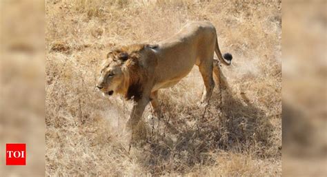 Roaring success: Population of Asiatic lions in India up 29% in 5 years ...