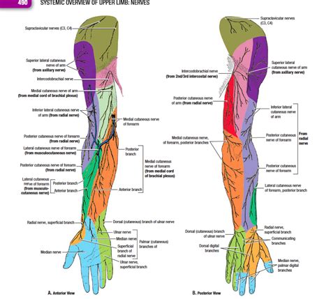 Cutaneous nerves of upper limb Diagram | Quizlet