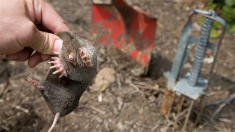 How to Identify the Best Location for Setting a Mole Trap