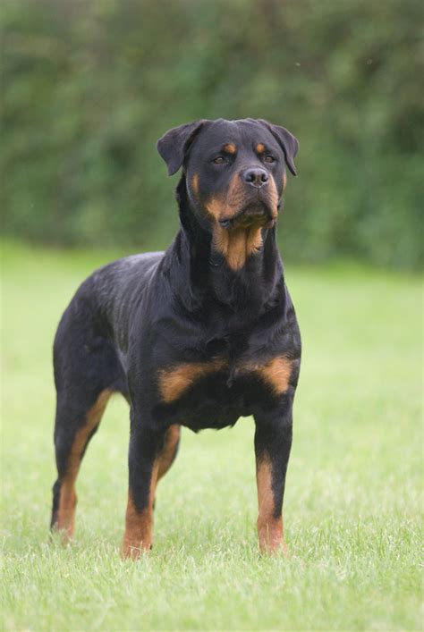 Female Rottweiler - Profile | Traits | Care | Facts | Difference - DogDwell