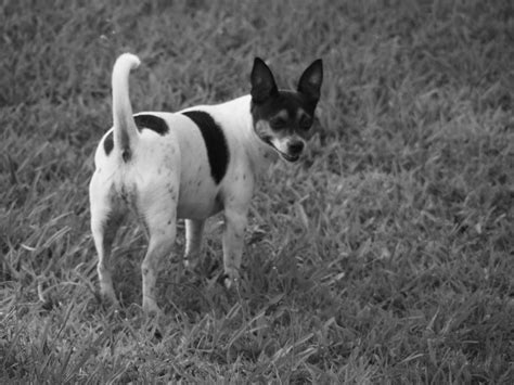 a small black and white dog standing in the grass