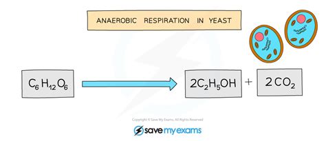 Chemical Equation For Aerobic Respiration In Plants - Tessshebaylo