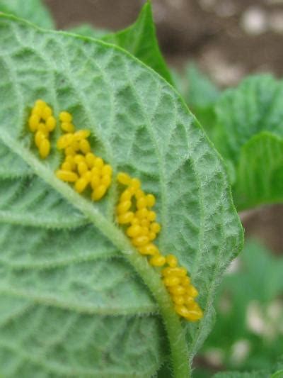 Identification, biology and management of Colorado potato beetle | Integrated Crop Management